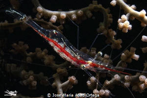 Translucent gorgonian shrimp (Manipontonia psamathe) by Jose Maria Abad Ortega 